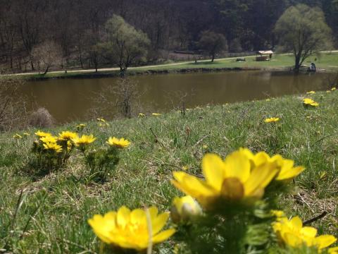 Zoltán és Diana Horgásztó és Pihenőpark